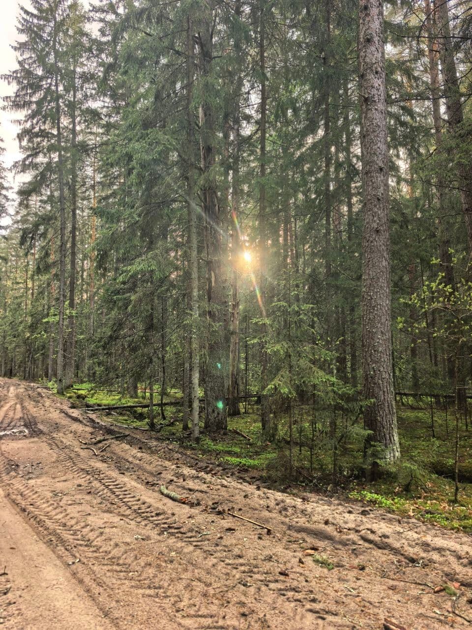 Наш лес