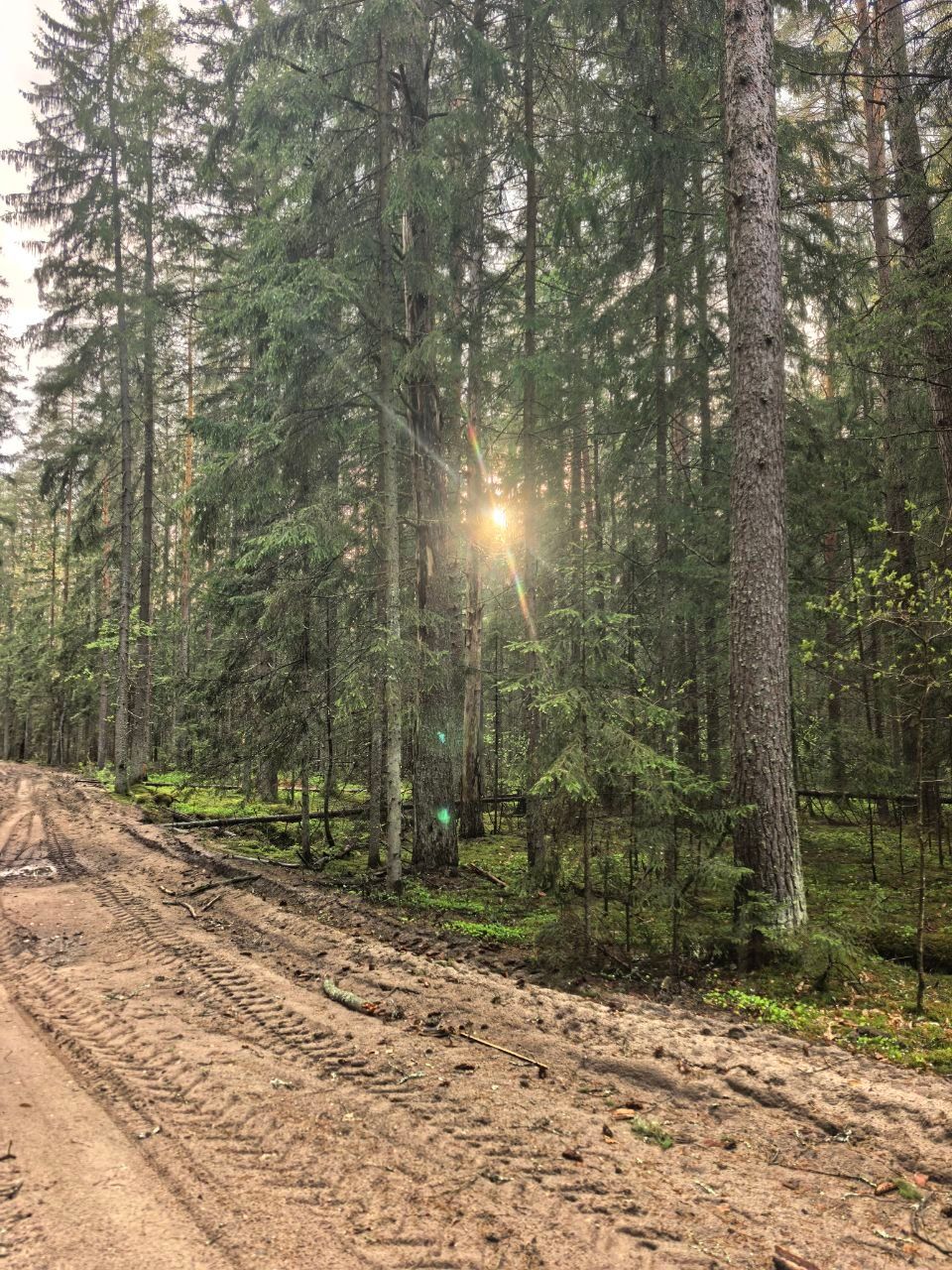 Наш лес